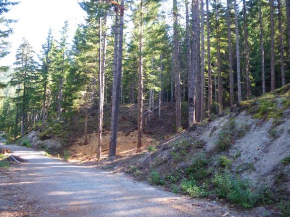 Burley Boys Tree Service, forest fuel reduction