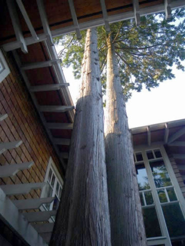 Burley Boys Tree Service, tree overgrowing house