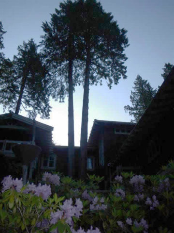 Burley Boys Tree Service, tree overgrowing house