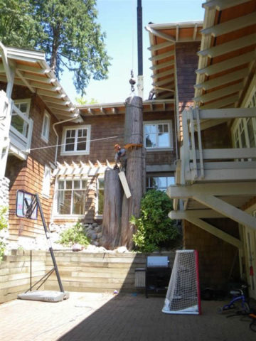 Burley Boys Tree Service, tree overgrowing house