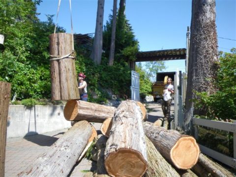 Burley Boys Tree Service, tree overgrowing house