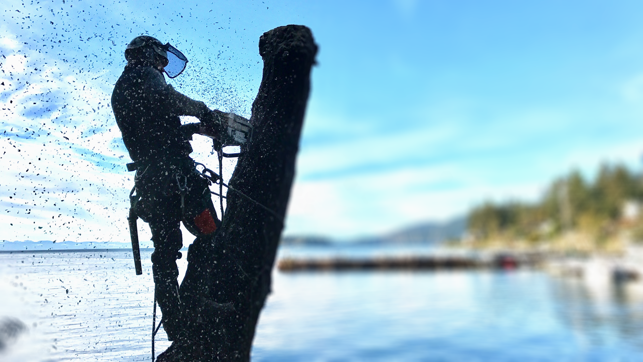 Burley Boys Tree Service, shoreline silhouette